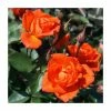 Wildfire' Patio Rose - 4L Pot