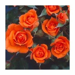 Wildfire' Patio Rose - 4L Pot -House Plants Store PL11129 rollover image c851