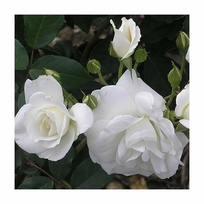 Climbing Iceberg' Climber Rose - 5.5L Pot 1 Climbing Iceberg' Climber Rose - 5.5L Pot