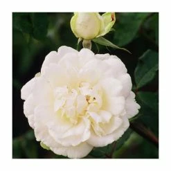 Madame Alfred Carriere' Climber Rose - 5.5L Pot -House Plants Store PL11149 add image 1 7ad2