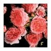 Times Past' Climber Rose - 5.5L Pot