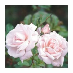 New Dawn' Climber Rose - 5.5L Pot 5 New Dawn' Climber Rose - 5.5L Pot -House Plants Store PL11154 add image 1 75eb