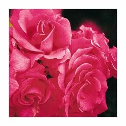 Zephirine Drouhin' Climber Rose - 5.5L Pot -House Plants Store PL11156 add image 1 2415