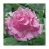 Zephirine Drouhin' Climber Rose - 5.5L Pot