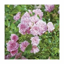 Super Fairy' Rambler Rose - 5.5L Pot -House Plants Store PL11165 add image 1 94aa