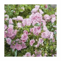 Super Fairy' Rambler Rose - 5.5L Pot -House Plants Store PL11165 add image 2 c3eb