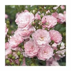 Super Fairy' Rambler Rose - 5.5L Pot -House Plants Store PL11165 add image 3 3ecb