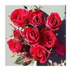 Ruby Wishes' Patio Rose - 5.5L Pot