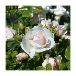 House Plants Store 12 Special Child' Bush Rose - 5.5L Pot
