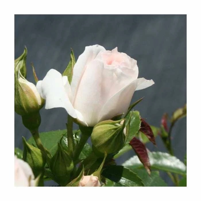 Special Child' Bush Rose - 5.5L Pot 2 Special Child' Bush Rose - 5.5L Pot - Image 2