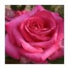 Buxom Beauty' Bush Rose - 4L Pot