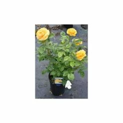 'Absolutely Fabulous' Bush Rose - 4L Pot -House Plants Store PL11282 add image 2 231f