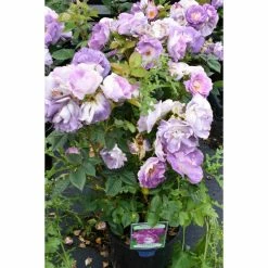 'Blue For You' Bush Rose - 5.5L Pot -House Plants Store PL11283 add image 1 339b