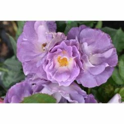 'Blue For You' Bush Rose - 5.5L Pot -House Plants Store PL11283 add image 2 6f29