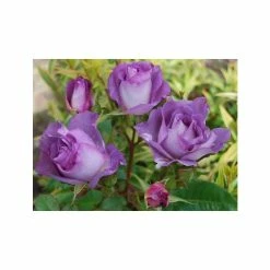 House Plants Store -House Plants Store PL11283 rollover image 7dff