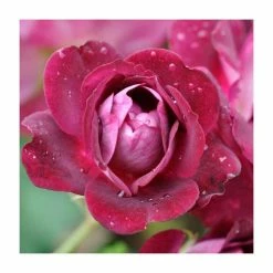 'Burgundy Ice' Bush Rose - 4L Pot