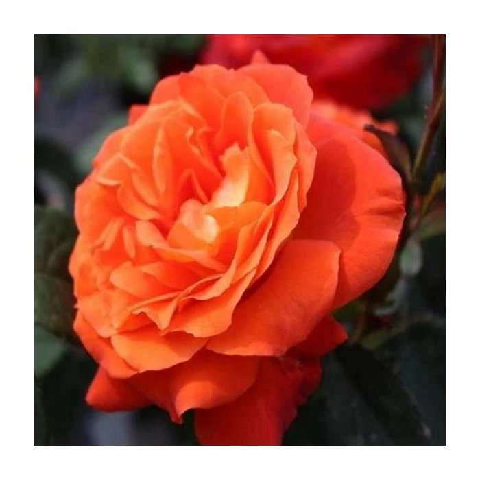 'Super Trouper' Bush Rose - 4L Pot 1 'Super Trouper' Bush Rose - 4L Pot