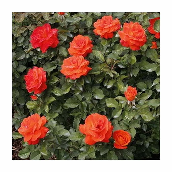 'Super Trouper' Bush Rose - 4L Pot 2 'Super Trouper' Bush Rose - 4L Pot - Image 2