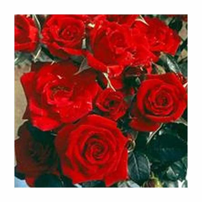 'Love Knot' Climber Rose - 5.5L Pot 1 'Love Knot' Climber Rose - 5.5L Pot