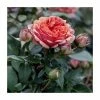 Duchess Of Cornwall Bush Rose - 5.5L