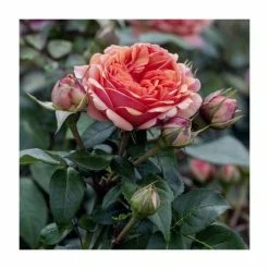 Duchess Of Cornwall Bush Rose - 5.5L