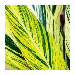 80cm Variegated Ginger Shell Plant | Alpinia Zerumbet 'Variegata' | 4L Pot