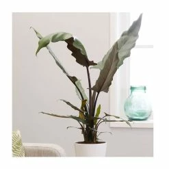 125cm Alocasia Lauterbachiana | Large Elephant Ear Plant | 27cm Pot