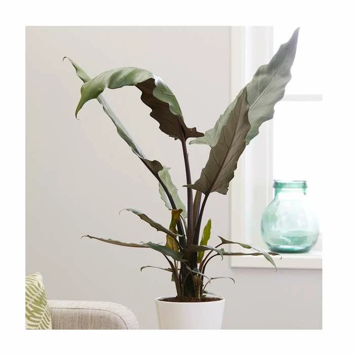 125cm Alocasia Lauterbachiana | Large Elephant Ear Plant | 27cm Pot 1 125cm Alocasia Lauterbachiana | Large Elephant Ear Plant | 27cm Pot