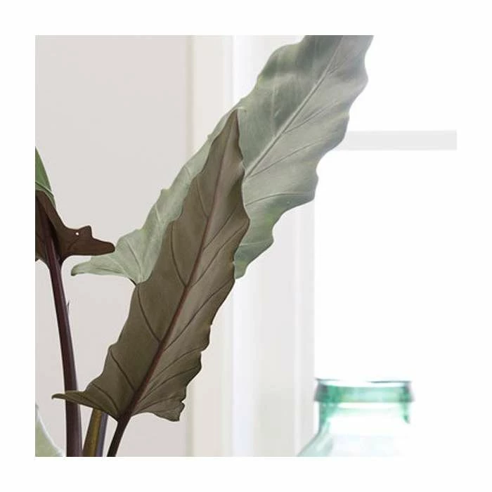 125cm Alocasia Lauterbachiana | Large Elephant Ear Plant | 27cm Pot 2 125cm Alocasia Lauterbachiana | Large Elephant Ear Plant | 27cm Pot - Image 2