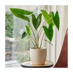 Alocasia Zebrina | Elephant Ear Plant
