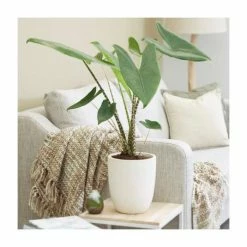 House Plants Store -House Plants Store PL50146 rollover image d0df
