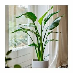 90-120cm Bird Of Paradise | Strelitzia Nicolai | 21cm Pot | Plant Theory