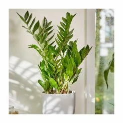 55-65cm Zamioculcas Zamiifolia | Zanzibar Gem | 17cm Pot