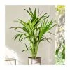Kentia Palm | Howea Forsteriana