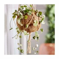 25-30cm String of Hearts | Ceropegia woodii | 12cm Hanging Pot