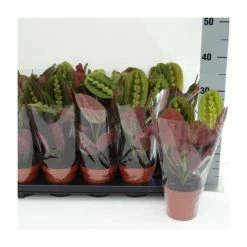 28-38cm-Maranta leuconeura 'Fascinator Tricolor' | Prayer Plant | 12cm Pot 5 28-38cm-Maranta leuconeura 'Fascinator Tricolor' | Prayer Plant | 12cm Pot -House Plants Store PL50161 add image 1 2cd0