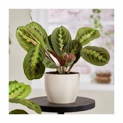 28-38cm-Maranta leuconeura 'Fascinator Tricolor' | Prayer Plant | 12cm Pot