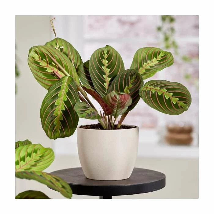 28-38cm-Maranta leuconeura 'Fascinator Tricolor' | Prayer Plant | 12cm Pot 1 28-38cm-Maranta leuconeura 'Fascinator Tricolor' | Prayer Plant | 12cm Pot