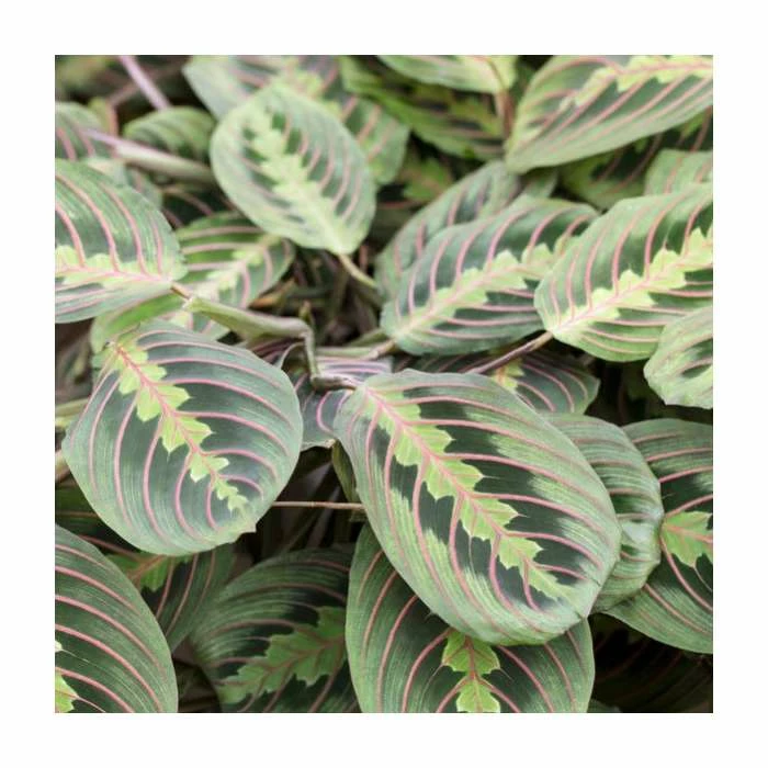 28-38cm-Maranta leuconeura 'Fascinator Tricolor' | Prayer Plant | 12cm Pot 2 28-38cm-Maranta leuconeura 'Fascinator Tricolor' | Prayer Plant | 12cm Pot - Image 2