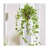 55-60cm Variegated Ivy | Hedera helix | 19cm Hanging Pot