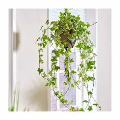 55-60cm Variegated Ivy | Hedera helix | 19cm Hanging Pot