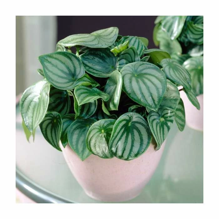 Peperomia argyreia 'Watermelon' | Radiator Plant | 12 cm Pot 3 Peperomia argyreia 'Watermelon' | Radiator Plant | 12 cm Pot - Image 3