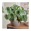 Peperomia argyreia 'Watermelon' | Radiator Plant | 12 cm Pot