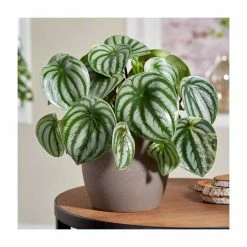 Peperomia argyreia 'Watermelon' | Radiator Plant | 12 cm Pot