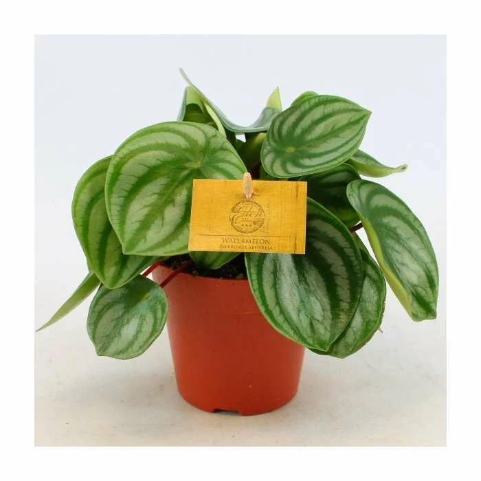 Peperomia argyreia 'Watermelon' | Radiator Plant | 12 cm Pot 2 Peperomia argyreia 'Watermelon' | Radiator Plant | 12 cm Pot - Image 2