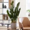 70-85cm Zamioculcas 'Super Nova' | Black Raven | 17cm Pot