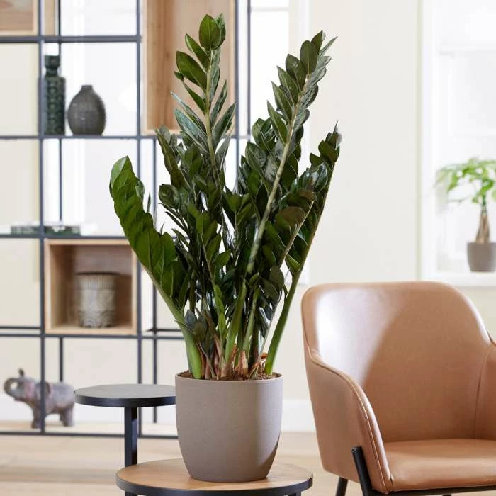 70-85cm Zamioculcas 'Super Nova' | Black Raven | 17cm Pot 1 70-85cm Zamioculcas 'Super Nova' | Black Raven | 17cm Pot