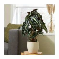 40-50cm Alocasia x Amazonica 'Polly' | African Mask Plant | 17cm Pot -House Plants Store PL50742P add image 1 b335