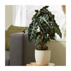 40-50cm Alocasia x Amazonica 'Polly' | African Mask Plant | 17cm Pot