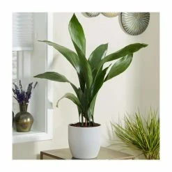 Cast Iron Plant | Aspidistra Elatior